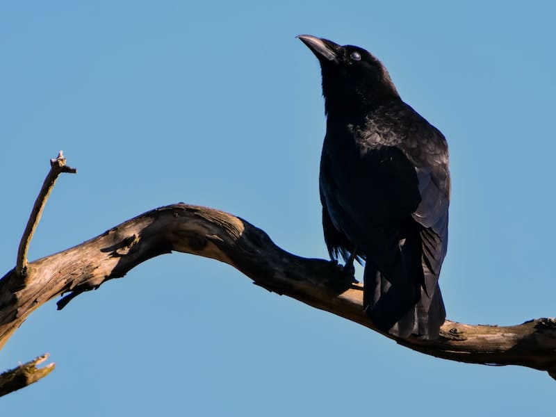 crow talking on top of a tree trunk