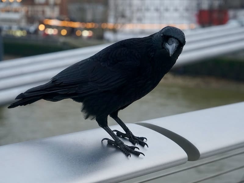 crow on top of a street bench