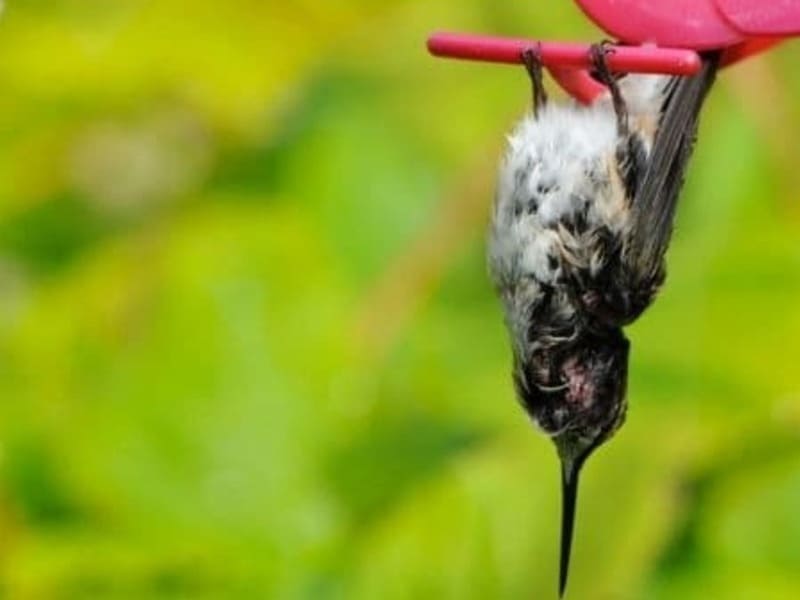 how do hummingbirds sleep