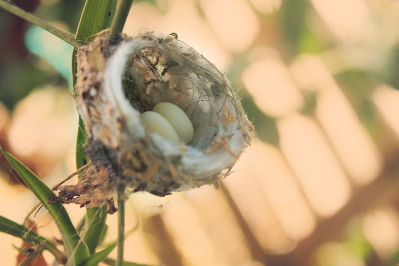 two husky eggs in the nest