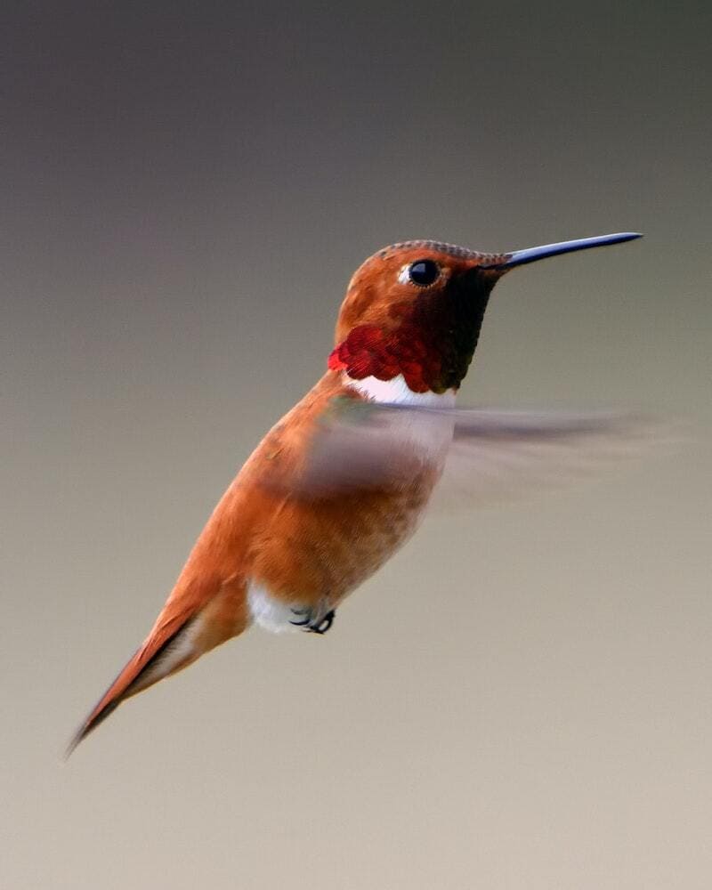 hummingbird flying