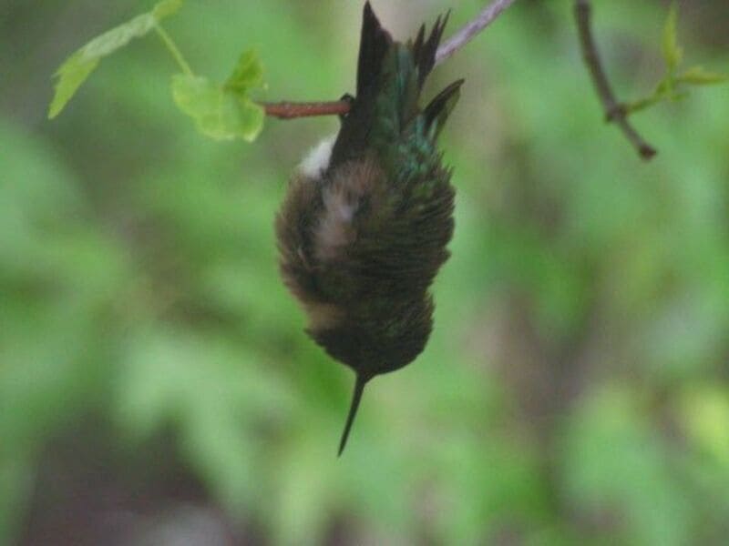 hummingbird sleeping
