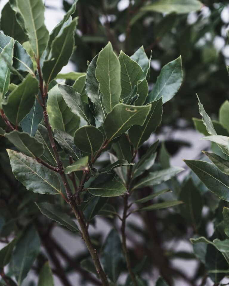 How To Keep Ants Out Of Hummingbird Feeders?