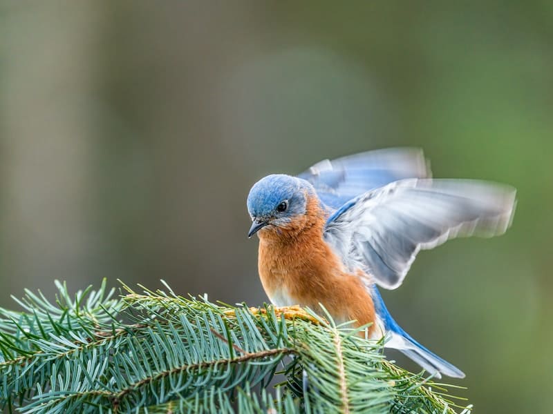 meaning of seeing a bluebird