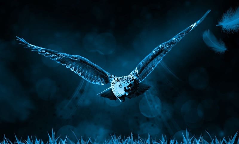 Birds Fly Around At Night