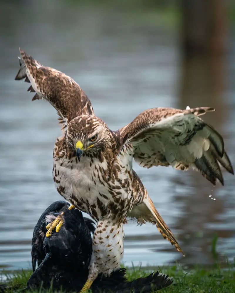 Buzzard