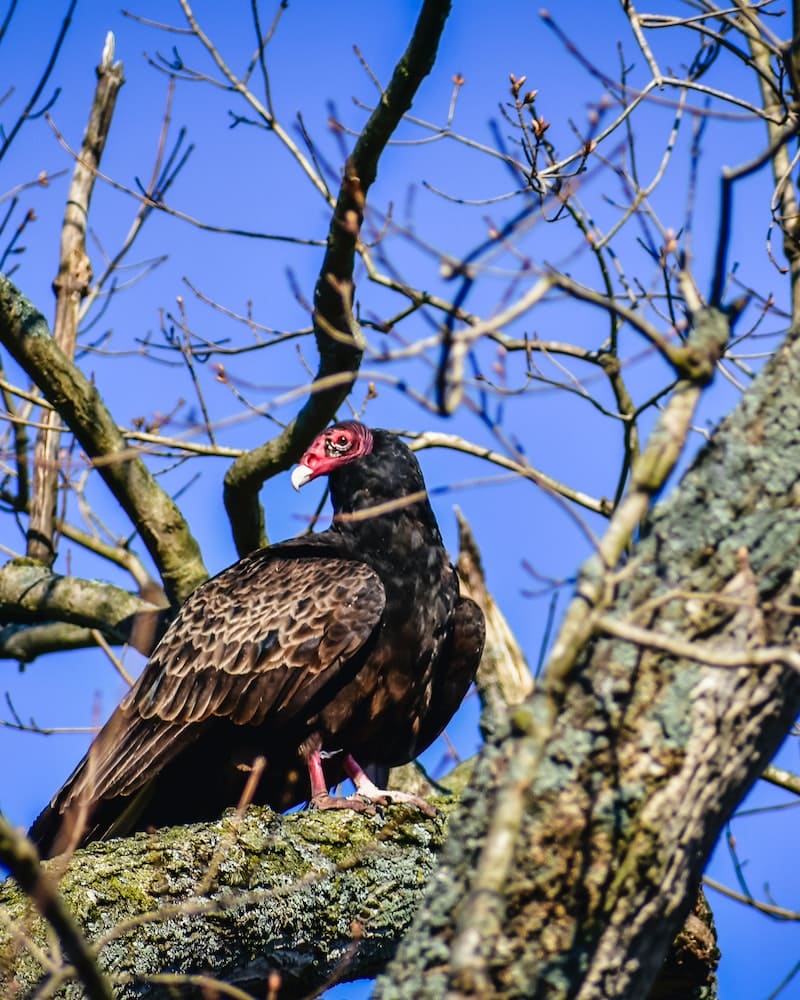 Vulture on top of a tree