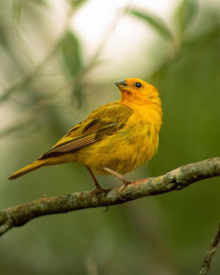 What Does It Mean When You See A Yellow Bird? ((Answered))