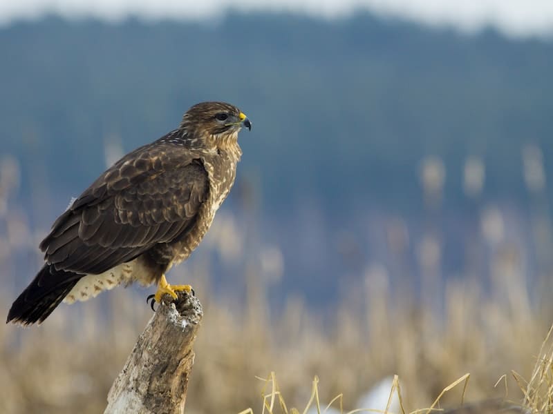 Buzzard looking at prey