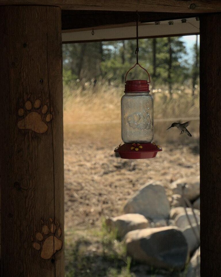 How To Keep Ants Out Of Hummingbird Feeders?