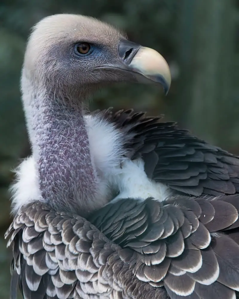 vulture