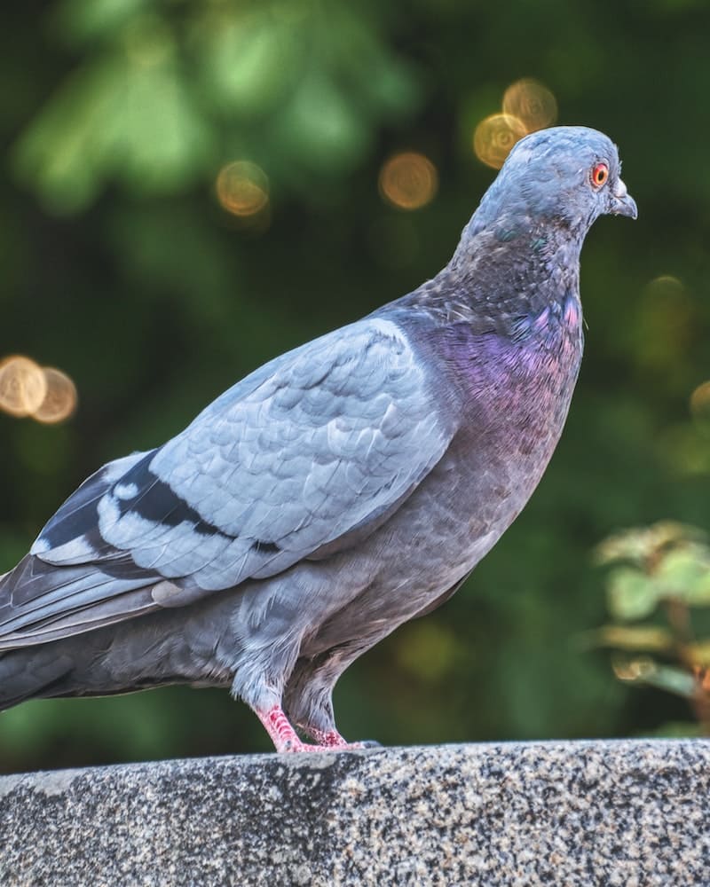 pigeon female