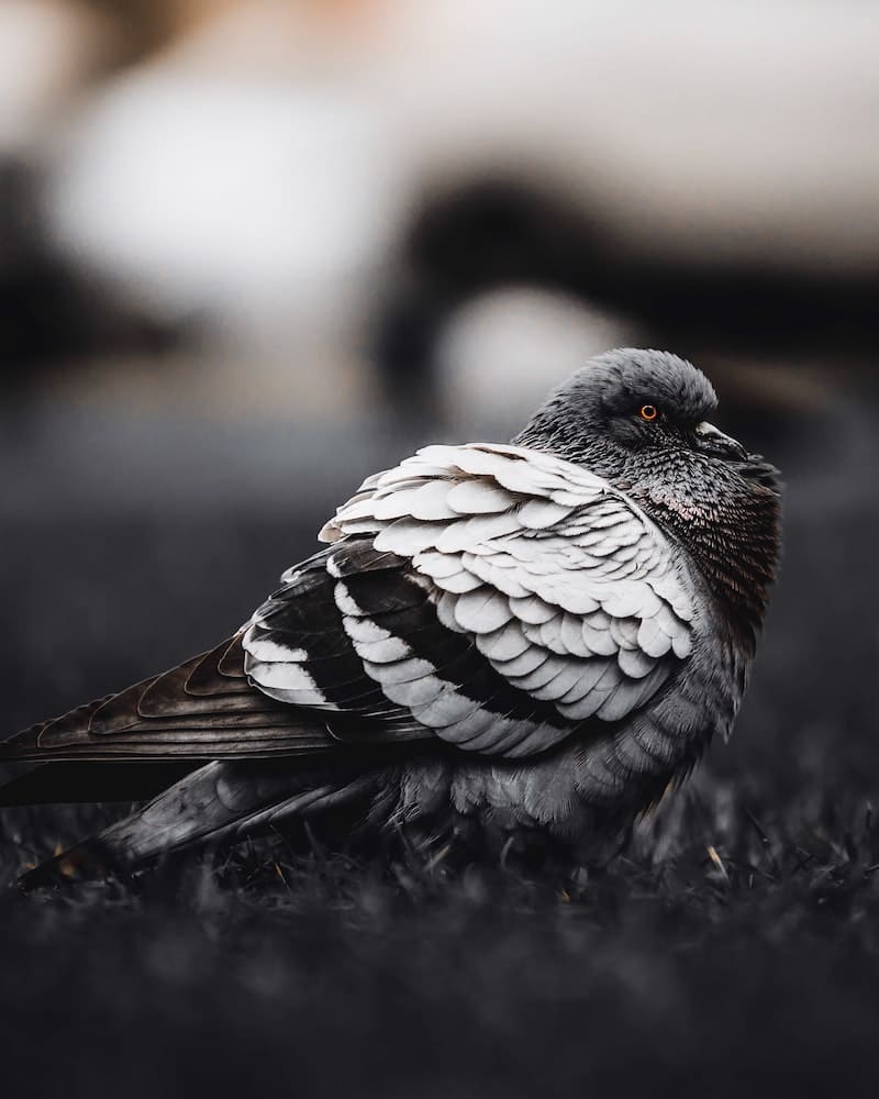 pigeon male