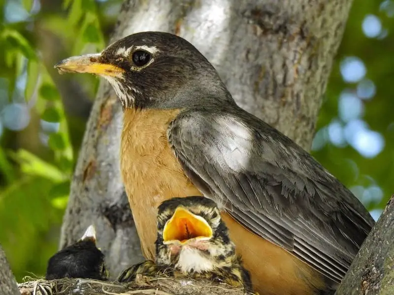 robin drinks with mom