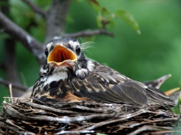 What Do Baby Robins Eat?