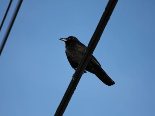 9 Differences Between Blackbird And Crow (with photos)