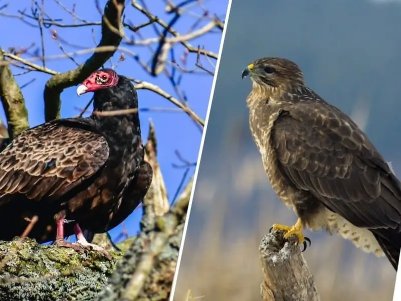 what-s-the-difference-between-a-vulture-and-a-buzzard