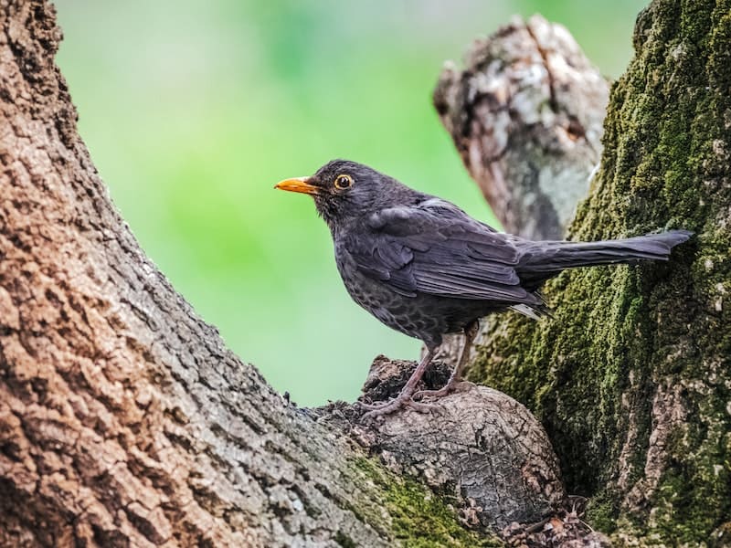 what is the difference between a corw and a blackbird