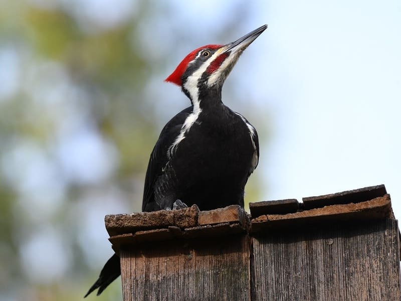 Woodpeckers In Washington State