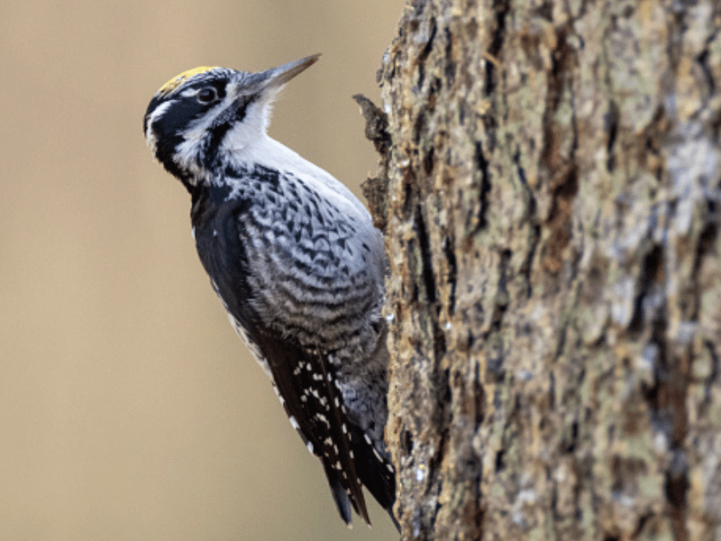 American three-toed woodpecker