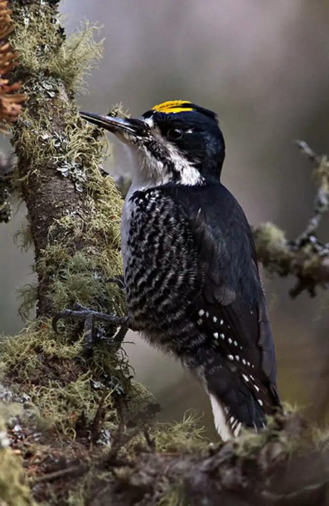 Black-backed woodpecker