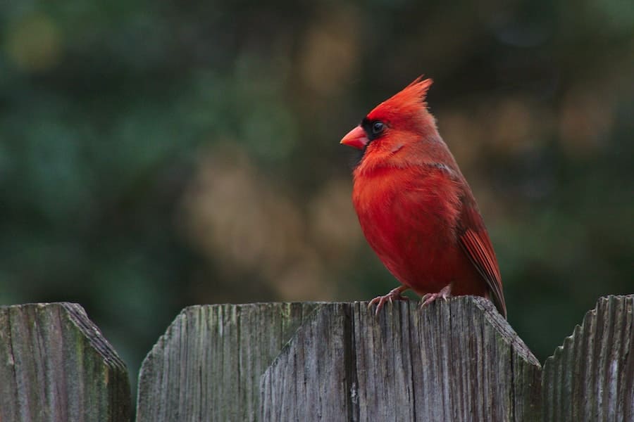 Do Cardinals Mate For Life