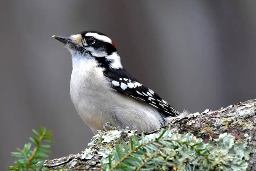 Downy Woodpecker