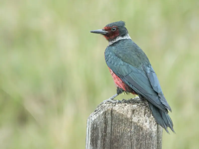 Lewis’s Woodpecker