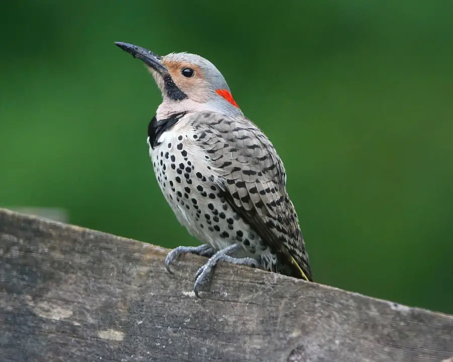 Northern Flicker