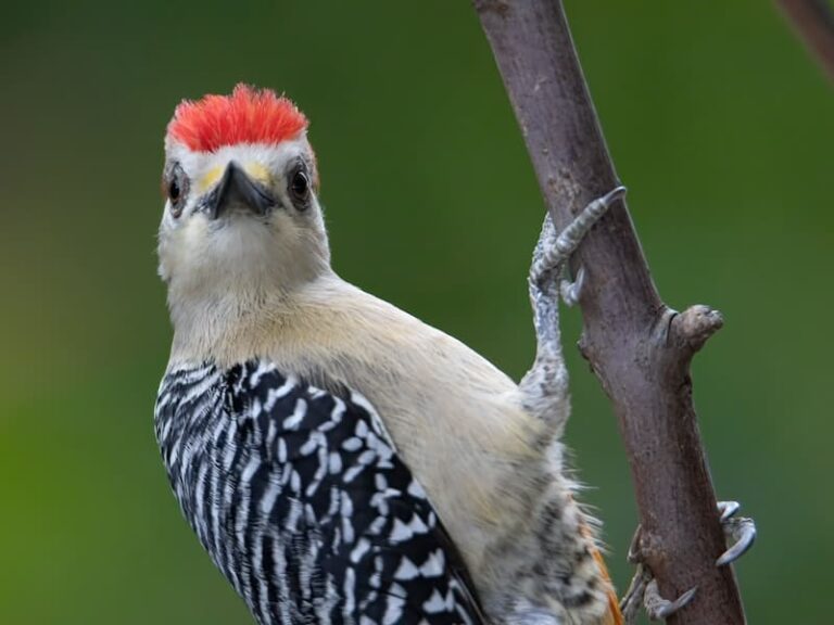 8 Species Of Woodpeckers In Alabama