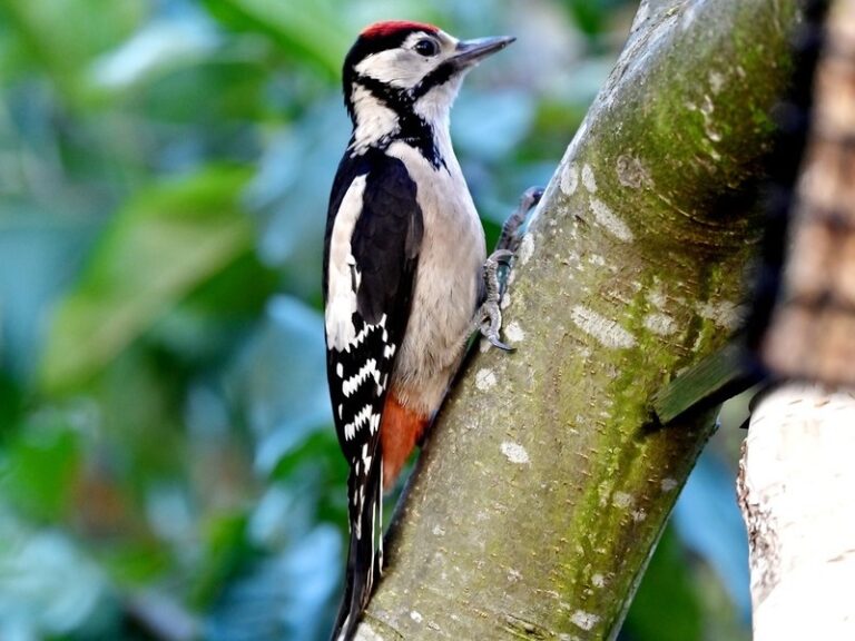 8 Species Of Woodpeckers In Virginia