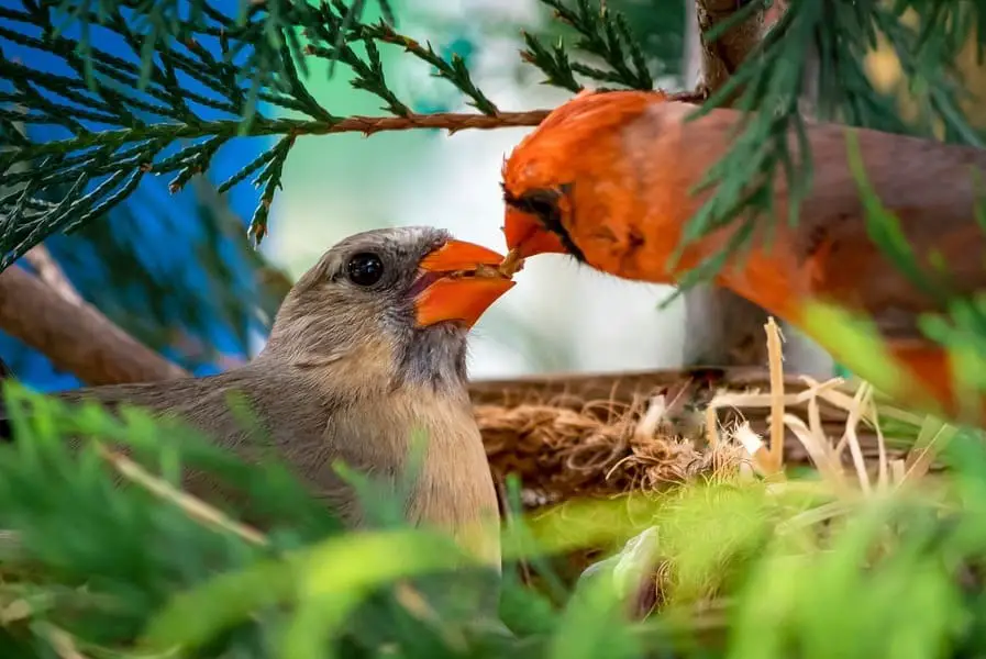 Do Cardinals Mate For Life