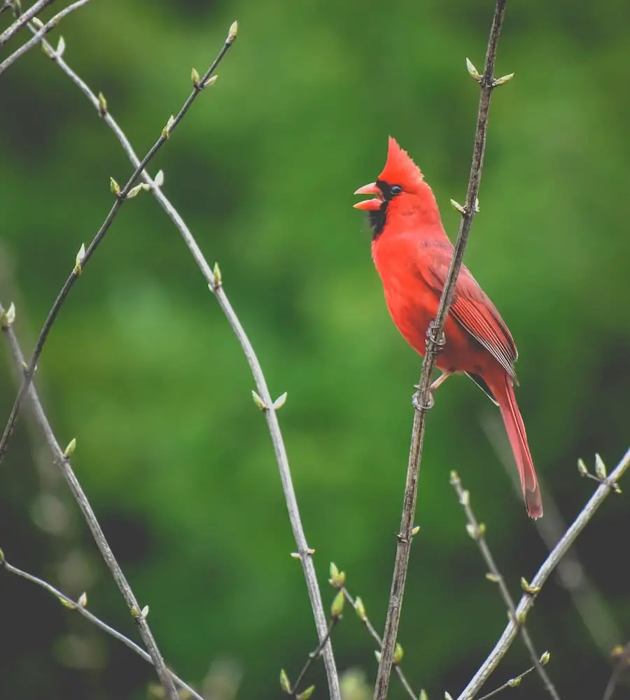 cardinal singing