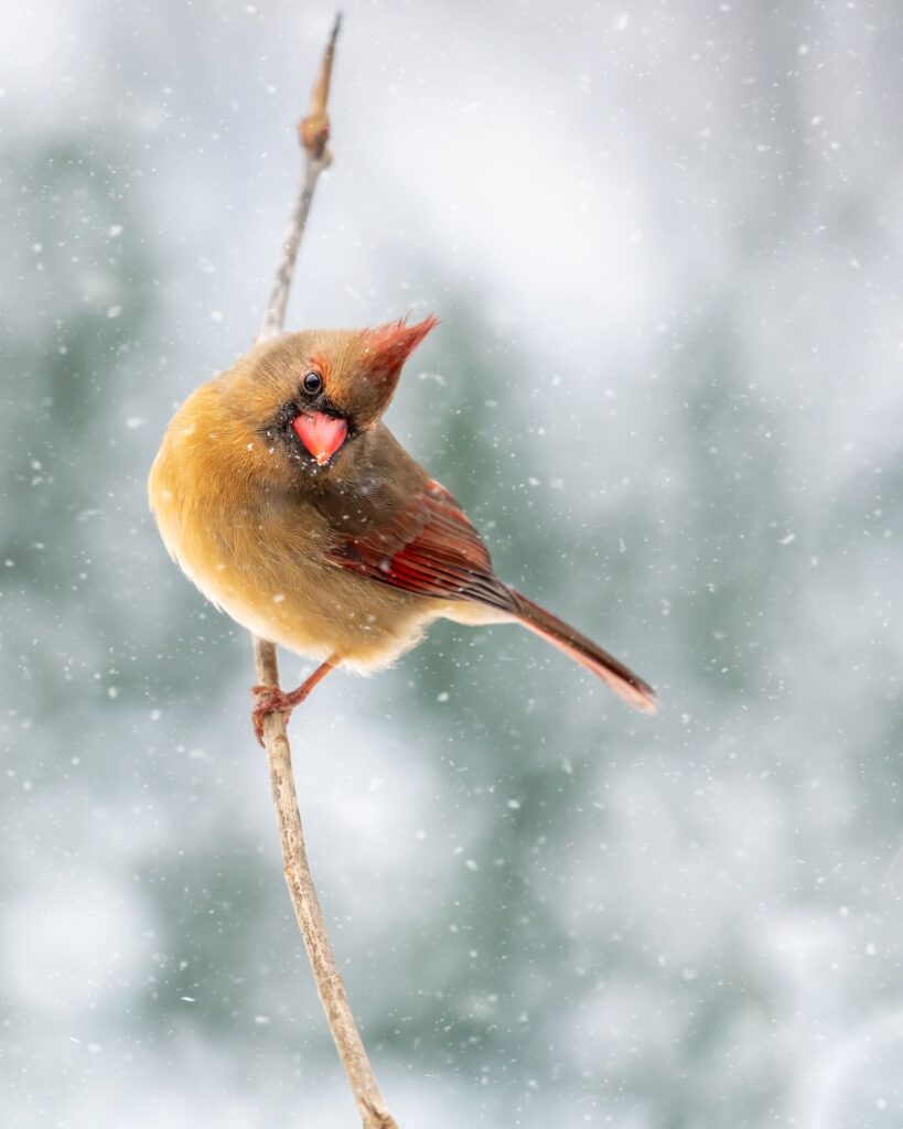 female cardinal in the snow