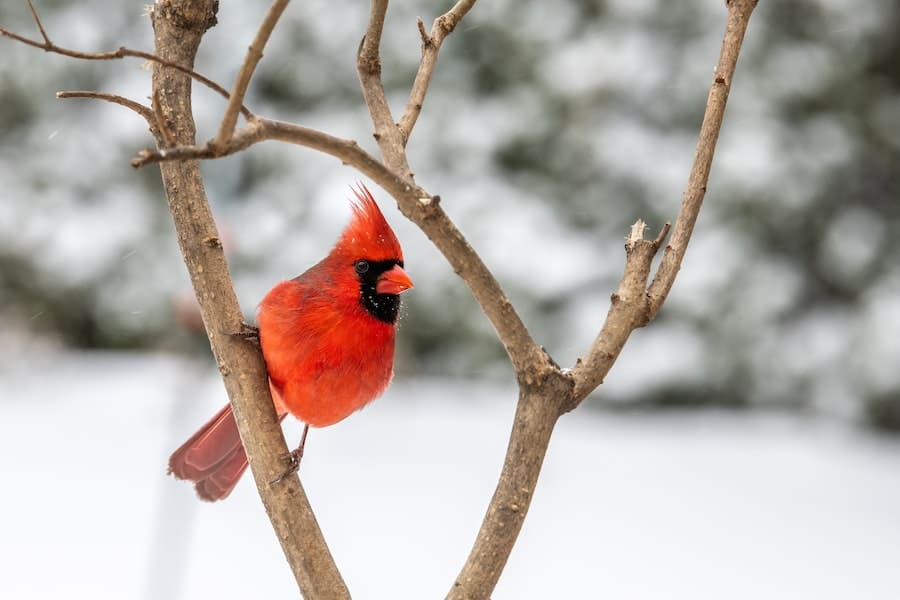 cardinal landing on a tree trunk