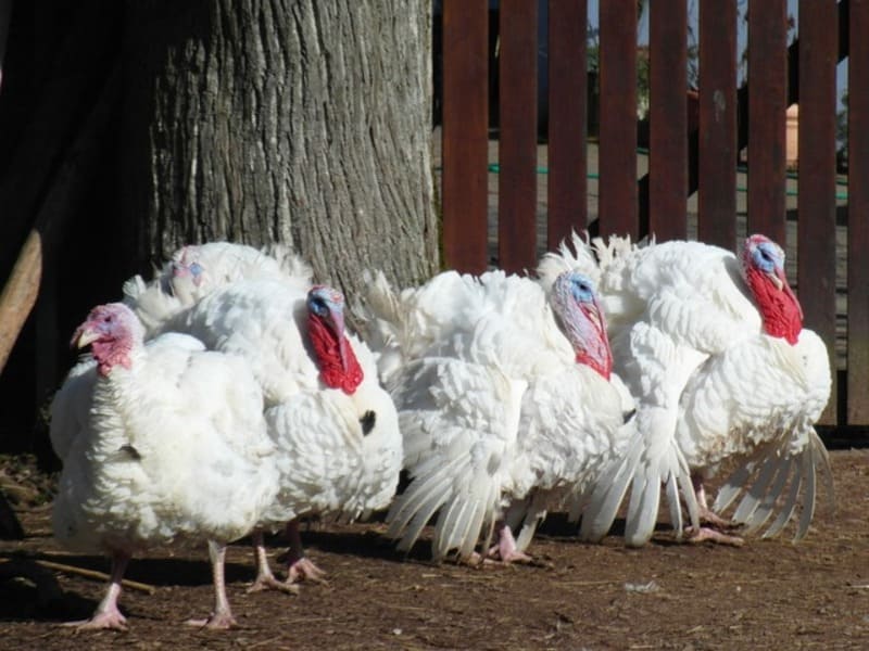 What Is A Group Of Turkeys Called