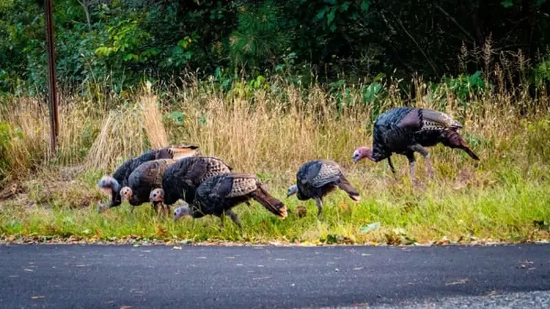 group of wild turkeys