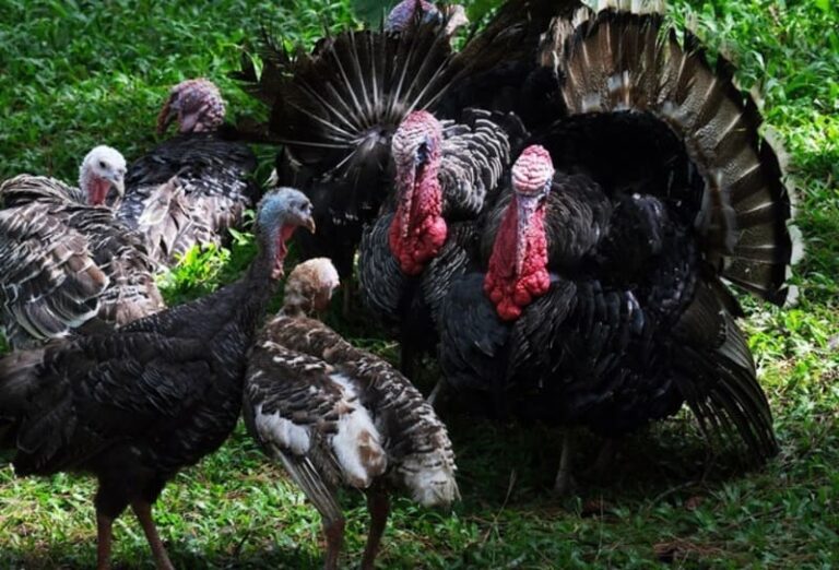 What Is A Group Of Turkeys Called BirdieExpert   Turkeys 7408967 1280 768x522 