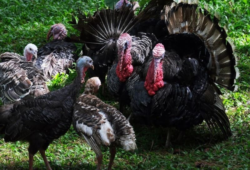 What Is A Group Of Turkeys Called