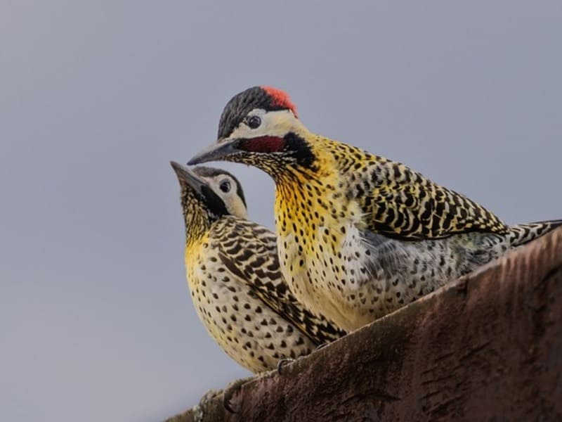 8 Species Of Woodpeckers In Virginia