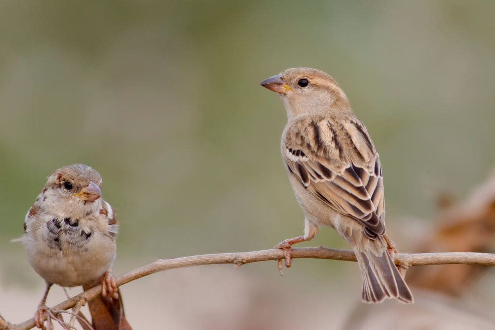 Female House Sparrow 