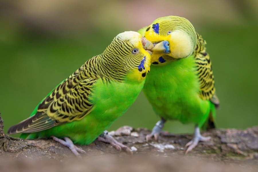 Green And Yellow Bird