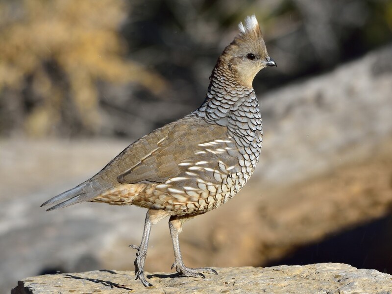 Scaled quail