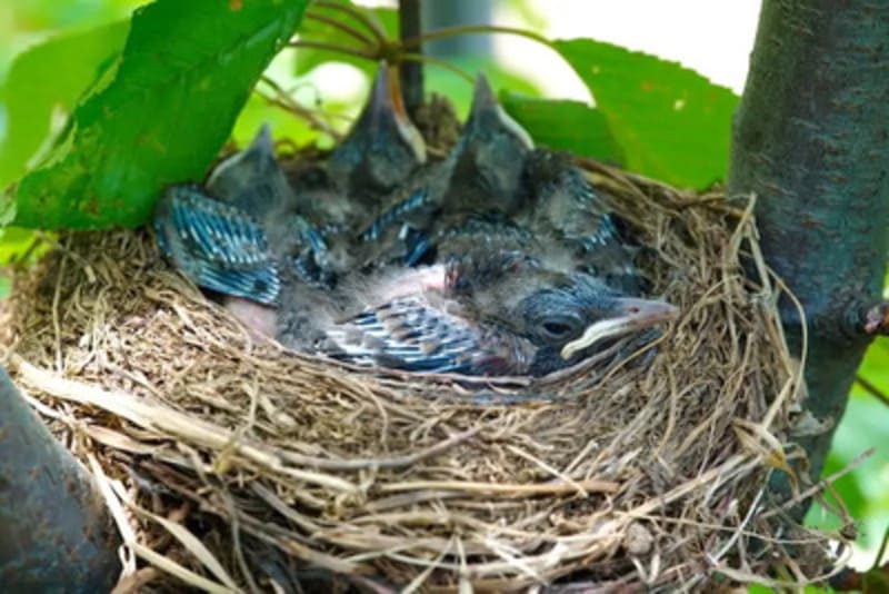 Baby Blue Jays