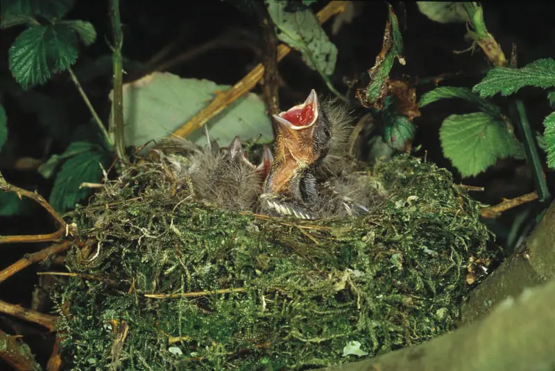 Baby Blue Jays eating