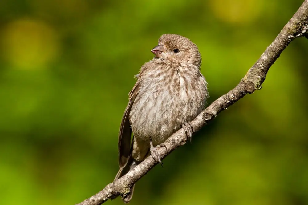 Female House Finch