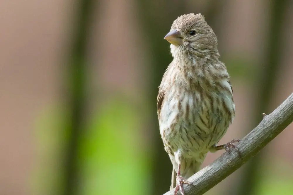 Female House Finch 