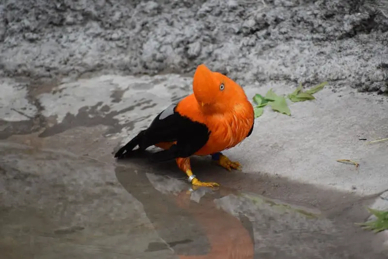 Andean cock-of-the-rock