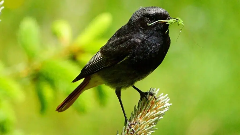 Birds Eat Grasshoppers