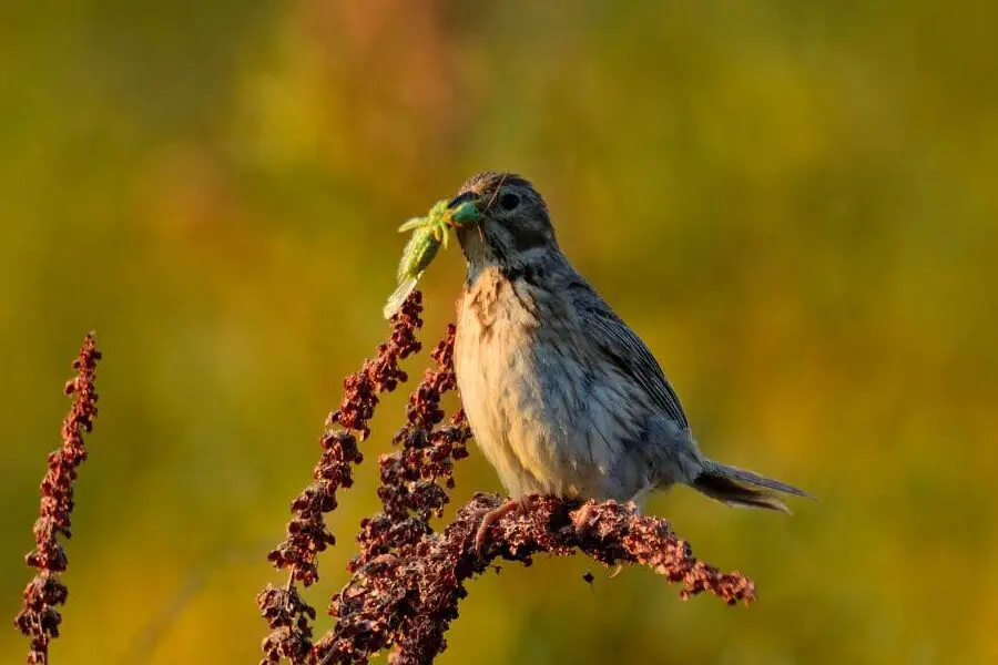 Birds Eat Grasshoppers